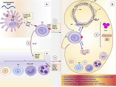 The Th17/IL-17 Axis and Kidney Diseases, With Focus on Lupus Nephritis